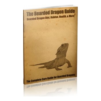 The bearded dragon guide