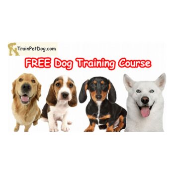 Training  and  Care Of Dogs