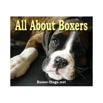 A Guide To Boxer Dogs