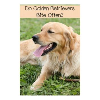 The Absolute Golden Retriever Guide