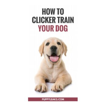 Master Clicker Training in 7 Days