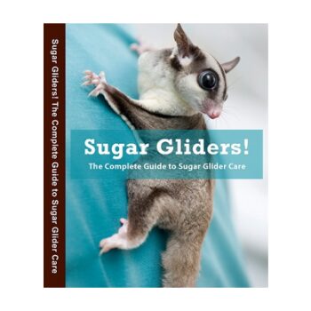 Guide To Sugar Glider Care