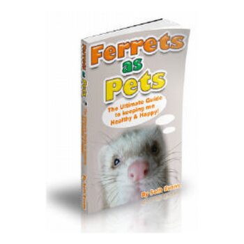 Best Ferret Guide