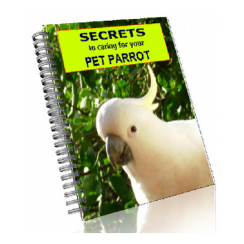 Parrot training secrets