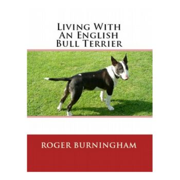 Live With An English Bull Terrier