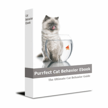 Solutions To Cat Behavior Problem